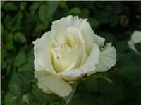 790d66b8-Picture 3222.jpg